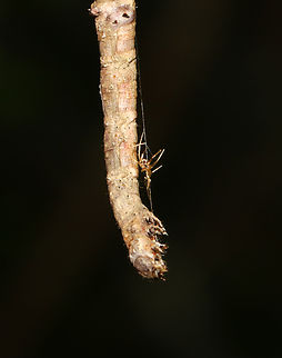 Geometrid Caterpillar - Family Geometridae Dead caterpillar that was dangling from a leaf -- maybe had a fungal infection judging from the goo glue coming out of its rear where it was stuck to the leaf? There was a small spider on the caterpillar that appeared to be getting ready to eat it.

Habitat: Bog/mixed forest edge
https://www.jungledragon.com/image/137847/geometrid_caterpillar_-_family_geometridae.html
https://www.jungledragon.com/image/137849/geometrid_caterpillar_-_family_geometridae.html
https://www.jungledragon.com/image/137848/geometrid_caterpillar_-_family_geometridae.html Geotagged,Summer,United States,spider
