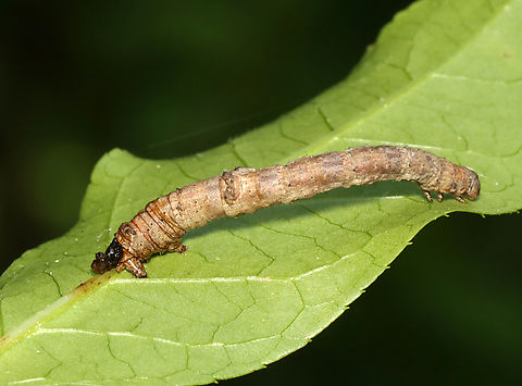 Geometrid Caterpillar - Family Geometridae Dead caterpillar that was dangling from a leaf -- maybe had a fungal infection judging from the goo glue coming out of its rear where it was stuck to the leaf? There was a small spider on the caterpillar that appeared to be getting ready to eat it.

Habitat: Bog/mixed forest edge
https://www.jungledragon.com/image/137847/geometrid_caterpillar_-_family_geometridae.html
https://www.jungledragon.com/image/137849/geometrid_caterpillar_-_family_geometridae.html
https://www.jungledragon.com/image/137848/geometrid_caterpillar_-_family_geometridae.html Geotagged,Summer,United States,caterpillar,fungus,geometer,geometridae,larva,parasite,spider