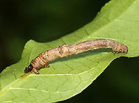 Geometrid Caterpillar - Family Geometridae Dead caterpillar that was dangling from a leaf -- maybe had a fungal infection judging from the goo glue coming out of its rear where it was stuck to the leaf? There was a small spider on the caterpillar that appeared to be getting ready to eat it.<br />
<br />
Habitat: Bog/mixed forest edge<br />
https://www.jungledragon.com/image/137847/geometrid_caterpillar_-_family_geometridae.html<br />
https://www.jungledragon.com/image/137849/geometrid_caterpillar_-_family_geometridae.html<br />
https://www.jungledragon.com/image/137848/geometrid_caterpillar_-_family_geometridae.html Geotagged,Summer,United States,caterpillar,fungus,geometer,geometridae,larva,parasite,spider