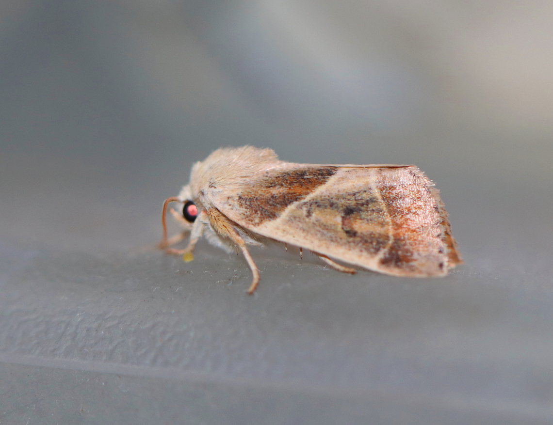 American Dun-bar - Cosmia calami Habitat: Attracted to a 365 nm LED light in a semi-rural area<br />
<br />
2022(26) American Dun-bar,Cosmia calami,Geotagged,Summer,United States,cosmia,moth,noctuidae