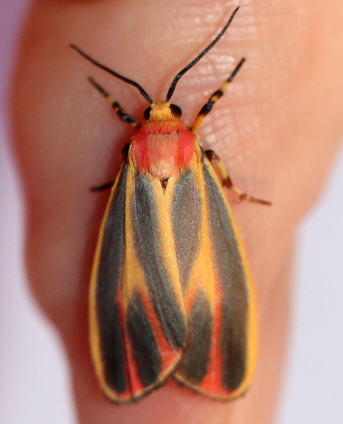 Painted Lichen Moth - Hypoprepia fucosa TL: ~15 mm. FW has yellow border and shading along the central veins tinged red in ST area. Reddish stripes on thorax and collar. Hosts: Lichen and moss.<br />
<br />
Habitat: Attracted to a 365 nm LED light in a semi-rural area<br />
<br />
2022(27) Geotagged,Hypoprepia,Hypoprepia fucosa,Painted lichen moth,Summer,United States,erebidae,lichen moth,moth