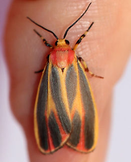Painted Lichen Moth - Hypoprepia fucosa TL: ~15 mm. FW has yellow border and shading along the central veins tinged red in ST area. Reddish stripes on thorax and collar. Hosts: Lichen and moss.

Habitat: Attracted to a 365 nm LED light in a semi-rural area

2022(27) Geotagged,Hypoprepia,Hypoprepia fucosa,Painted lichen moth,Summer,United States,erebidae,lichen moth,moth
