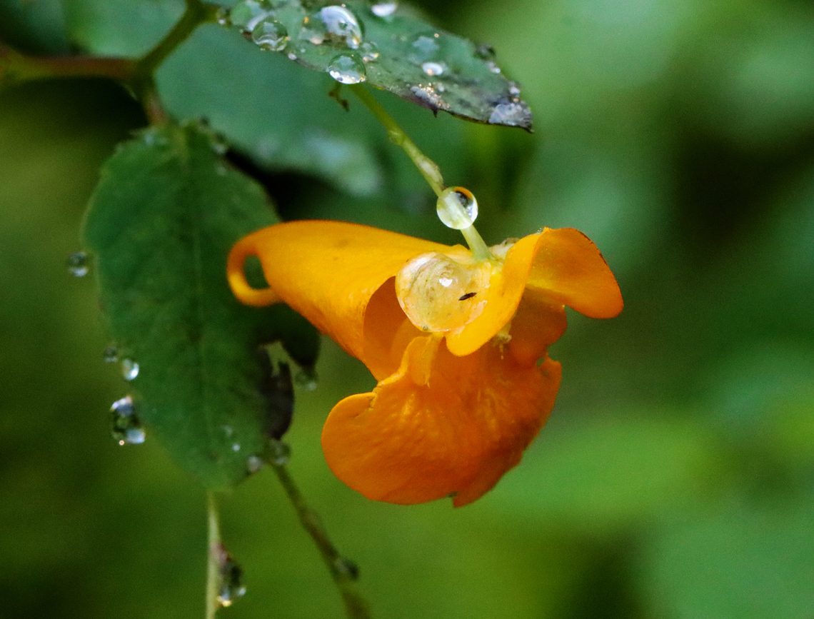 Orange Jewelweed - Impatiens capensis ...and thrip :)<br />
<br />
Habitat: Bog/mixed forest edge Geotagged,Impatiens capensis,Orange jewelweed,Summer,United States,impatiens,jewelweed