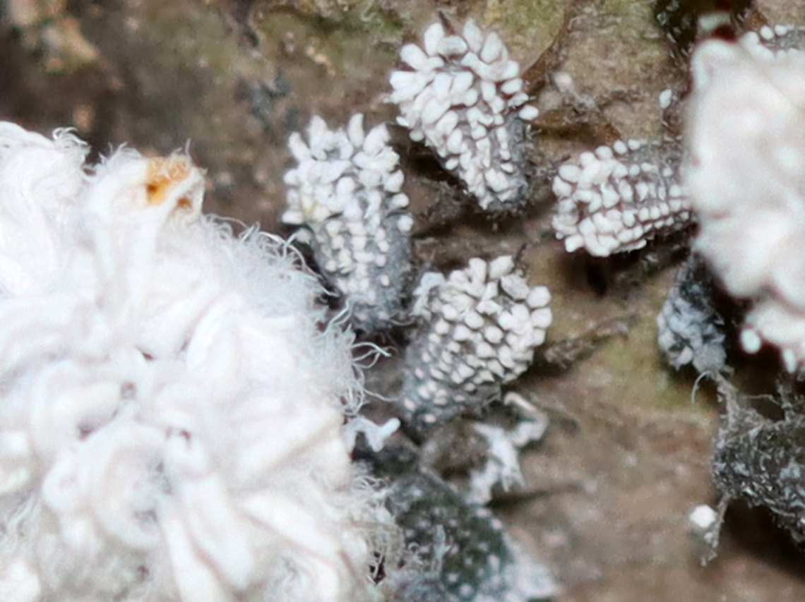 Woolly Alder Aphid - Prociphilus tessellatus Host: Alder; bog<br />
<figure class="photo"><a href="https://www.jungledragon.com/image/137880/woolly_alder_aphid_-_prociphilus_tessellatus.html" title="Woolly Alder Aphid - Prociphilus tessellatus"><img src="https://s3.amazonaws.com/media.jungledragon.com/images/3232/137880_thumb.jpg?AWSAccessKeyId=05GMT0V3GWVNE7GGM1R2&Expires=1759968010&Signature=EiSRHoB7wz52GpEE%2B1Hfu%2BkkNrM%3D" width="118" height="152" alt="Woolly Alder Aphid - Prociphilus tessellatus They feed on sap and are wingless in this stage.<br />
<br />
Host: Alder; bog<br />
https://www.jungledragon.com/image/137880/woolly_alder_aphid_-_prociphilus_tessellatus.html<br />
https://www.jungledragon.com/image/137879/woolly_alder_aphid_-_prociphilus_tessellatus.html<br />
https://www.jungledragon.com/image/137878/woolly_alder_aphid_-_prociphilus_tessellatus.html Geotagged,Prociphilus,Prociphilus tessellatus,Summer,United States,aphid,woolly alder aphid Maple blight aphid" /></a></figure><br />
<figure class="photo"><a href="https://www.jungledragon.com/image/137879/woolly_alder_aphid_-_prociphilus_tessellatus.html" title="Woolly Alder Aphid - Prociphilus tessellatus"><img src="https://s3.amazonaws.com/media.jungledragon.com/images/3232/137879_thumb.jpg?AWSAccessKeyId=05GMT0V3GWVNE7GGM1R2&Expires=1759968010&Signature=FVjgoPJaxgwOKW8rXFALnqZIwG8%3D" width="200" height="146" alt="Woolly Alder Aphid - Prociphilus tessellatus Host: Alder; bog<br />
https://www.jungledragon.com/image/137880/woolly_alder_aphid_-_prociphilus_tessellatus.html<br />
https://www.jungledragon.com/image/137879/woolly_alder_aphid_-_prociphilus_tessellatus.html<br />
https://www.jungledragon.com/image/137878/woolly_alder_aphid_-_prociphilus_tessellatus.html Geotagged,Prociphilus tessellatus,Summer,United States,Woolly Alder Aphid" /></a></figure><br />
<figure class="photo"><a href="https://www.jungledragon.com/image/137878/woolly_alder_aphid_-_prociphilus_tessellatus.html" title="Woolly Alder Aphid - Prociphilus tessellatus"><img src="https://s3.amazonaws.com/media.jungledragon.com/images/3232/137878_thumb.jpg?AWSAccessKeyId=05GMT0V3GWVNE7GGM1R2&Expires=1759968010&Signature=HrGiu73Uu2PyR1TeY6mxqPH1ZzI%3D" width="200" height="150" alt="Woolly Alder Aphid - Prociphilus tessellatus Host: Alder; bog<br />
https://www.jungledragon.com/image/137880/woolly_alder_aphid_-_prociphilus_tessellatus.html<br />
https://www.jungledragon.com/image/137879/woolly_alder_aphid_-_prociphilus_tessellatus.html<br />
https://www.jungledragon.com/image/137878/woolly_alder_aphid_-_prociphilus_tessellatus.html Geotagged,Prociphilus tessellatus,Summer,United States,Woolly Alder Aphid" /></a></figure> Geotagged,Prociphilus tessellatus,Summer,United States,Woolly Alder Aphid