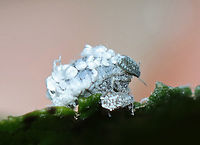 Woolly Alder Aphid - Prociphilus tessellatus Host: Alder; bog<br />
https://www.jungledragon.com/image/137880/woolly_alder_aphid_-_prociphilus_tessellatus.html<br />
https://www.jungledragon.com/image/137879/woolly_alder_aphid_-_prociphilus_tessellatus.html<br />
https://www.jungledragon.com/image/137878/woolly_alder_aphid_-_prociphilus_tessellatus.html Geotagged,Prociphilus tessellatus,Summer,United States,Woolly Alder Aphid