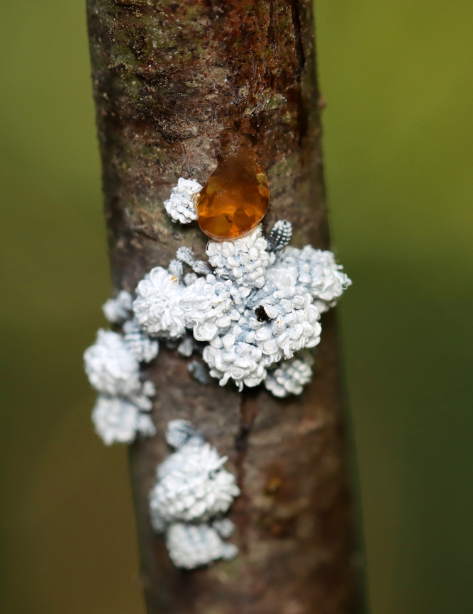 Woolly Alder Aphid - Prociphilus tessellatus They feed on sap and are wingless in this stage.<br />
<br />
Host: Alder; bog<br />
<figure class="photo"><a href="https://www.jungledragon.com/image/137880/woolly_alder_aphid_-_prociphilus_tessellatus.html" title="Woolly Alder Aphid - Prociphilus tessellatus"><img src="https://s3.amazonaws.com/media.jungledragon.com/images/3232/137880_thumb.jpg?AWSAccessKeyId=05GMT0V3GWVNE7GGM1R2&Expires=1763596810&Signature=%2Fi0vpzU%2FNNfOU8%2FZFgQ%2BE3%2F2fD8%3D" width="118" height="152" alt="Woolly Alder Aphid - Prociphilus tessellatus They feed on sap and are wingless in this stage.<br />
<br />
Host: Alder; bog<br />
https://www.jungledragon.com/image/137880/woolly_alder_aphid_-_prociphilus_tessellatus.html<br />
https://www.jungledragon.com/image/137879/woolly_alder_aphid_-_prociphilus_tessellatus.html<br />
https://www.jungledragon.com/image/137878/woolly_alder_aphid_-_prociphilus_tessellatus.html Geotagged,Prociphilus,Prociphilus tessellatus,Summer,United States,aphid,woolly alder aphid Maple blight aphid" /></a></figure><br />
<figure class="photo"><a href="https://www.jungledragon.com/image/137879/woolly_alder_aphid_-_prociphilus_tessellatus.html" title="Woolly Alder Aphid - Prociphilus tessellatus"><img src="https://s3.amazonaws.com/media.jungledragon.com/images/3232/137879_thumb.jpg?AWSAccessKeyId=05GMT0V3GWVNE7GGM1R2&Expires=1763596810&Signature=u8ithyh3IHh2DElPrfnmOlsbq9Y%3D" width="200" height="146" alt="Woolly Alder Aphid - Prociphilus tessellatus Host: Alder; bog<br />
https://www.jungledragon.com/image/137880/woolly_alder_aphid_-_prociphilus_tessellatus.html<br />
https://www.jungledragon.com/image/137879/woolly_alder_aphid_-_prociphilus_tessellatus.html<br />
https://www.jungledragon.com/image/137878/woolly_alder_aphid_-_prociphilus_tessellatus.html Geotagged,Prociphilus tessellatus,Summer,United States,Woolly Alder Aphid" /></a></figure><br />
<figure class="photo"><a href="https://www.jungledragon.com/image/137878/woolly_alder_aphid_-_prociphilus_tessellatus.html" title="Woolly Alder Aphid - Prociphilus tessellatus"><img src="https://s3.amazonaws.com/media.jungledragon.com/images/3232/137878_thumb.jpg?AWSAccessKeyId=05GMT0V3GWVNE7GGM1R2&Expires=1763596810&Signature=QovPIcV00bN6lS39fmyRbbBKtfU%3D" width="200" height="150" alt="Woolly Alder Aphid - Prociphilus tessellatus Host: Alder; bog<br />
https://www.jungledragon.com/image/137880/woolly_alder_aphid_-_prociphilus_tessellatus.html<br />
https://www.jungledragon.com/image/137879/woolly_alder_aphid_-_prociphilus_tessellatus.html<br />
https://www.jungledragon.com/image/137878/woolly_alder_aphid_-_prociphilus_tessellatus.html Geotagged,Prociphilus tessellatus,Summer,United States,Woolly Alder Aphid" /></a></figure> Geotagged,Prociphilus,Prociphilus tessellatus,Summer,United States,aphid,woolly alder aphid Maple blight aphid