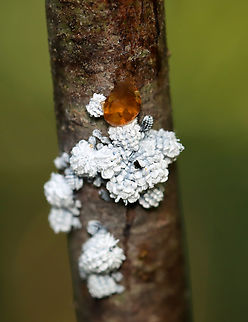 Woolly Alder Aphid - Prociphilus tessellatus They feed on sap and are wingless in this stage.

Host: Alder; bog
https://www.jungledragon.com/image/137880/woolly_alder_aphid_-_prociphilus_tessellatus.html
https://www.jungledragon.com/image/137879/woolly_alder_aphid_-_prociphilus_tessellatus.html
https://www.jungledragon.com/image/137878/woolly_alder_aphid_-_prociphilus_tessellatus.html Geotagged,Prociphilus,Prociphilus tessellatus,Summer,United States,aphid,woolly alder aphid Maple blight aphid