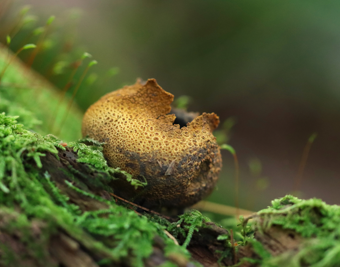 Pigskin Poison Puffball - Scleroderma citrinum Habitat: Growing on mossy, rotten wood Common Earthball,Geotagged,Pigskin poison puffball,Scleroderma,Scleroderma citrinum,Summer,United States,earthball,fungus,mushroom,puffball