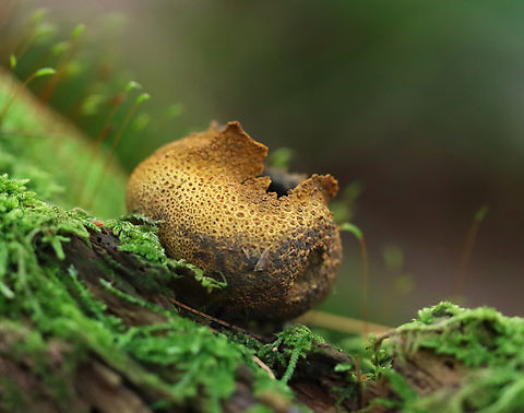 Pigskin Poison Puffball - Scleroderma citrinum Habitat: Growing on mossy, rotten wood Common Earthball,Geotagged,Pigskin poison puffball,Scleroderma,Scleroderma citrinum,Summer,United States,earthball,fungus,mushroom,puffball