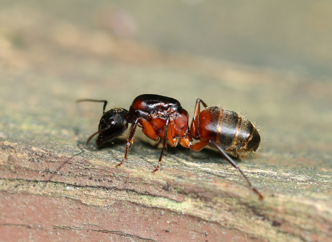 Ferruginous Carpenter Ant (Queen) - Camponotus chromaiodes Habitat: On an old wooden fence; mixed forest Camponotus,Camponotus chromaiodes,Geotagged,Summer,United States,ant,formicidae