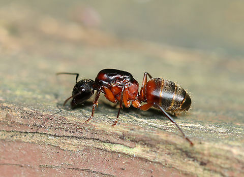 Ferruginous Carpenter Ant (Queen) - Camponotus chromaiodes Habitat: On an old wooden fence; mixed forest Camponotus,Camponotus chromaiodes,Geotagged,Summer,United States,ant,formicidae