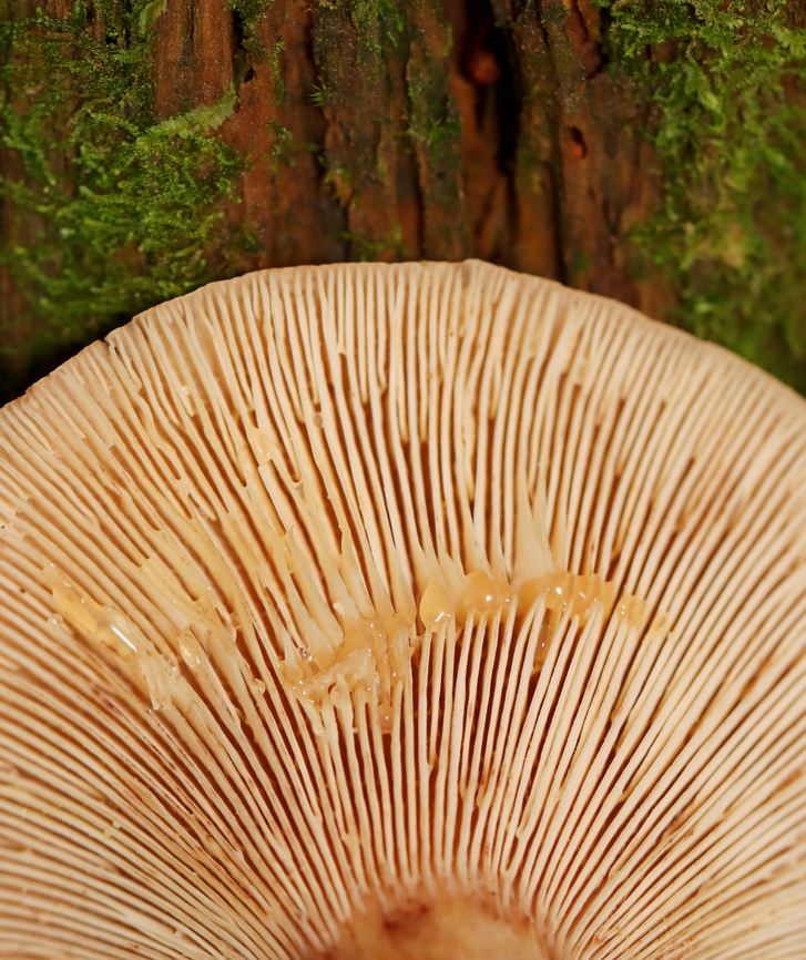 Fenugreek milkcap - Lactarius helvus Cream-colored gills with short gills and leaked watery latex.  <br />
<br />
Habitat: Mesic, mixed forest Fenugreek milkcap,Geotagged,Lactarius helvus,Summer,United States,fungus,lactarius,mushroom