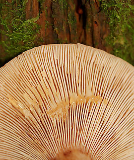 Fenugreek milkcap - Lactarius helvus Cream-colored gills with short gills and leaked watery latex.  

Habitat: Mesic, mixed forest Fenugreek milkcap,Geotagged,Lactarius helvus,Summer,United States,fungus,lactarius,mushroom