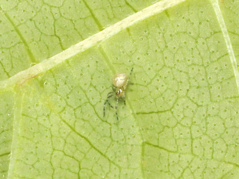 Tiny Spider - Infraorder Entelegynae It was only a few mm long.

Habitat: Bog/Mesic forest Entelegynae,Geotagged,Summer,United States,arachnid,spider