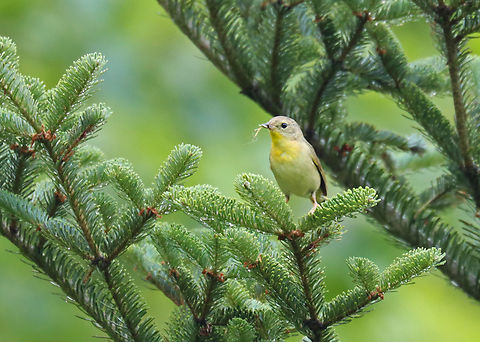 Common Yellowthroat (Female) - Geothlypis trichas I watched this pair for a bit this morning. She mostly stayed hidden, while her mate was more bold and kept an eye on me.

Habitat: Conifer meadow
https://www.jungledragon.com/image/137908/common_yellowthroat_female_-_geothlypis_trichas.html
https://www.jungledragon.com/image/137910/common_yellowthroat_male_-_geothlypis_trichas.html
https://www.jungledragon.com/image/137909/common_yellowthroat_male_-_geothlypis_trichas.html Common yellowthroat,Geotagged,Geothlypis,Geothlypis trichas,Summer,United States,bird