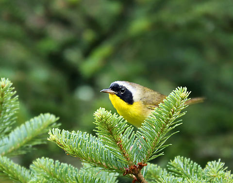Common Yellowthroat (Male) - Geothlypis trichas I watched this pair for a bit this morning. She mostly stayed hidden, while her mate was more bold and kept an eye on me.

*It looks like he might have mites around his eye?

Habitat: Conifer meadow
https://www.jungledragon.com/image/137908/common_yellowthroat_female_-_geothlypis_trichas.html
https://www.jungledragon.com/image/137910/common_yellowthroat_male_-_geothlypis_trichas.html
https://www.jungledragon.com/image/137909/common_yellowthroat_male_-_geothlypis_trichas.html Common yellowthroat,Geotagged,Geothlypis trichas,Summer,United States