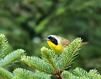 Common Yellowthroat (Male) - Geothlypis trichas I watched this pair for a bit this morning. She mostly stayed hidden, while her mate was more bold and kept an eye on me.<br />
<br />
*It looks like he might have mites around his eye?<br />
<br />
Habitat: Conifer meadow<br />
https://www.jungledragon.com/image/137908/common_yellowthroat_female_-_geothlypis_trichas.html<br />
https://www.jungledragon.com/image/137910/common_yellowthroat_male_-_geothlypis_trichas.html<br />
https://www.jungledragon.com/image/137909/common_yellowthroat_male_-_geothlypis_trichas.html Common yellowthroat,Geotagged,Geothlypis trichas,Summer,United States