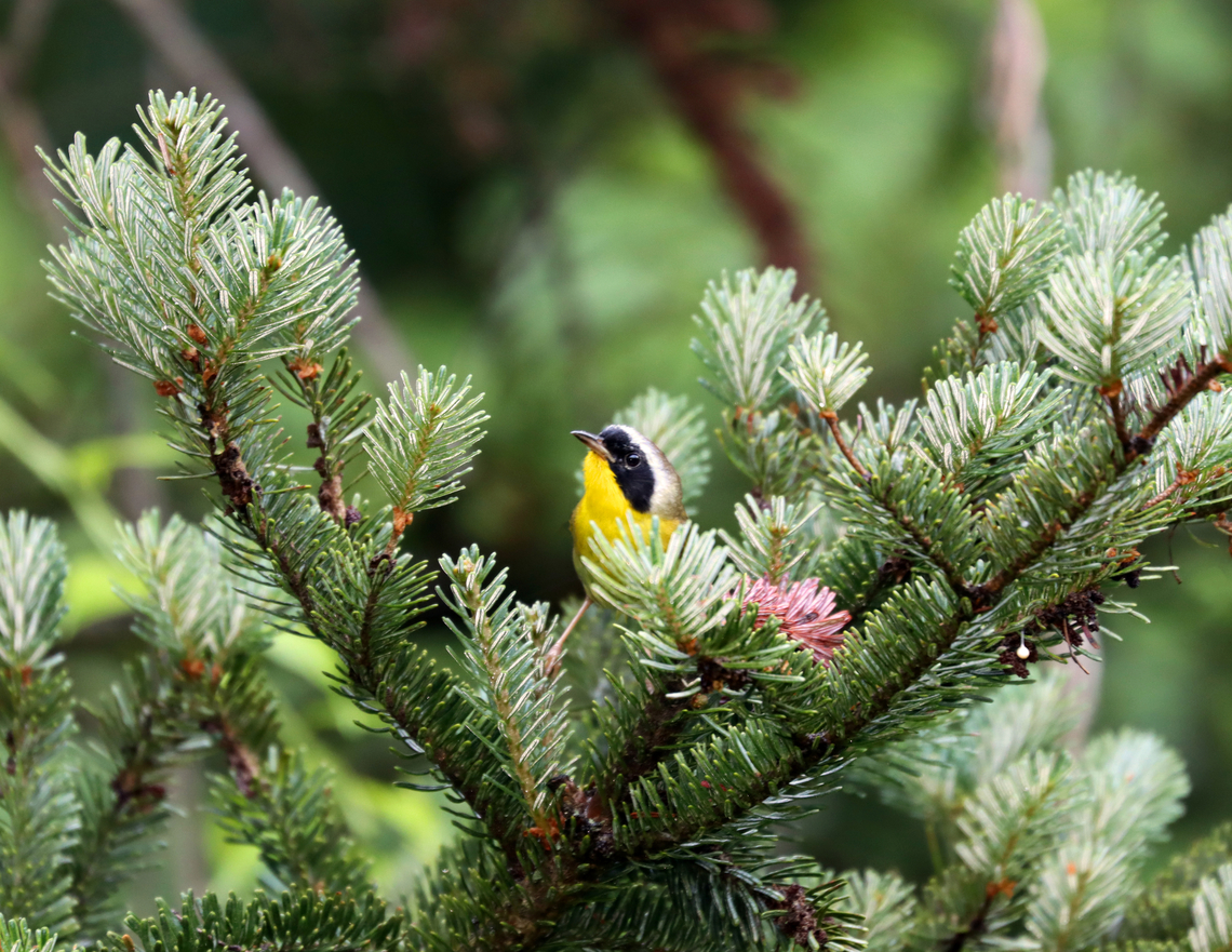 Common Yellowthroat (Male) - Geothlypis trichas I watched this pair for a bit this morning. She mostly stayed hidden, while her mate was more bold and kept an eye on me.<br />
<br />
*It looks like he might have mites around his eye?<br />
<br />
Habitat: Conifer meadow<br />
<figure class="photo"><a href="https://www.jungledragon.com/image/137908/common_yellowthroat_female_-_geothlypis_trichas.html" title="Common Yellowthroat (Female) - Geothlypis trichas"><img src="https://s3.amazonaws.com/media.jungledragon.com/images/3232/137908_thumb.jpg?AWSAccessKeyId=05GMT0V3GWVNE7GGM1R2&Expires=1759968010&Signature=CFu51oqmKMNZdQvMW1s5Vf6D6tY%3D" width="200" height="144" alt="Common Yellowthroat (Female) - Geothlypis trichas I watched this pair for a bit this morning. She mostly stayed hidden, while her mate was more bold and kept an eye on me.<br />
<br />
Habitat: Conifer meadow<br />
https://www.jungledragon.com/image/137908/common_yellowthroat_female_-_geothlypis_trichas.html<br />
https://www.jungledragon.com/image/137910/common_yellowthroat_male_-_geothlypis_trichas.html<br />
https://www.jungledragon.com/image/137909/common_yellowthroat_male_-_geothlypis_trichas.html Common yellowthroat,Geotagged,Geothlypis,Geothlypis trichas,Summer,United States,bird" /></a></figure><br />
<figure class="photo"><a href="https://www.jungledragon.com/image/137910/common_yellowthroat_male_-_geothlypis_trichas.html" title="Common Yellowthroat (Male) - Geothlypis trichas"><img src="https://s3.amazonaws.com/media.jungledragon.com/images/3232/137910_thumb.jpg?AWSAccessKeyId=05GMT0V3GWVNE7GGM1R2&Expires=1759968010&Signature=R80K8zKr8NeZi6JAfgv2Ge5%2Fdx0%3D" width="200" height="156" alt="Common Yellowthroat (Male) - Geothlypis trichas I watched this pair for a bit this morning. She mostly stayed hidden, while her mate was more bold and kept an eye on me.<br />
<br />
*It looks like he might have mites around his eye?<br />
<br />
Habitat: Conifer meadow<br />
https://www.jungledragon.com/image/137908/common_yellowthroat_female_-_geothlypis_trichas.html<br />
https://www.jungledragon.com/image/137910/common_yellowthroat_male_-_geothlypis_trichas.html<br />
https://www.jungledragon.com/image/137909/common_yellowthroat_male_-_geothlypis_trichas.html Common yellowthroat,Geotagged,Geothlypis trichas,Summer,United States,bird" /></a></figure><br />
<figure class="photo"><a href="https://www.jungledragon.com/image/137909/common_yellowthroat_male_-_geothlypis_trichas.html" title="Common Yellowthroat (Male) - Geothlypis trichas"><img src="https://s3.amazonaws.com/media.jungledragon.com/images/3232/137909_thumb.jpg?AWSAccessKeyId=05GMT0V3GWVNE7GGM1R2&Expires=1759968010&Signature=7QCXbI7AmYX5epTWdjLfiAd3EsQ%3D" width="200" height="158" alt="Common Yellowthroat (Male) - Geothlypis trichas I watched this pair for a bit this morning. She mostly stayed hidden, while her mate was more bold and kept an eye on me.<br />
<br />
*It looks like he might have mites around his eye?<br />
<br />
Habitat: Conifer meadow<br />
https://www.jungledragon.com/image/137908/common_yellowthroat_female_-_geothlypis_trichas.html<br />
https://www.jungledragon.com/image/137910/common_yellowthroat_male_-_geothlypis_trichas.html<br />
https://www.jungledragon.com/image/137909/common_yellowthroat_male_-_geothlypis_trichas.html Common yellowthroat,Geotagged,Geothlypis trichas,Summer,United States" /></a></figure> Common yellowthroat,Geotagged,Geothlypis trichas,Summer,United States,bird