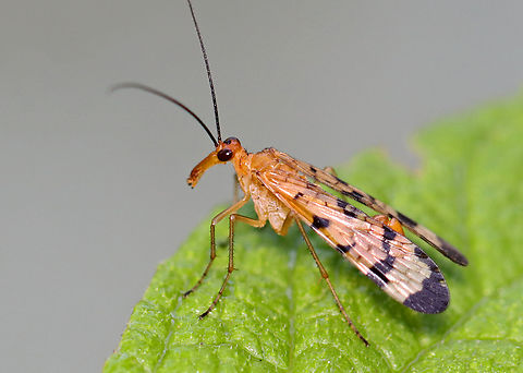 Scorpionfly - Panorpa debilis group Habitat: Garden Geotagged,Panorpa,Panorpa debilis,Panorpa debilis group,Summer,United States,panorpidae,scorpionfly