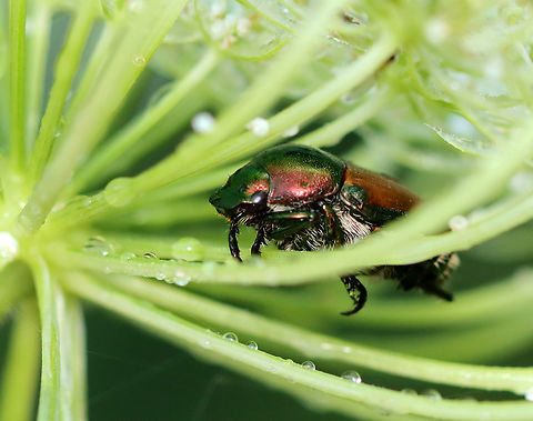Japanese Beetle - Popillia japonica Habitat: Daucus carota Geotagged,Japanese Beetle,Popillia,Popillia japonica,Summer,United States,beetle