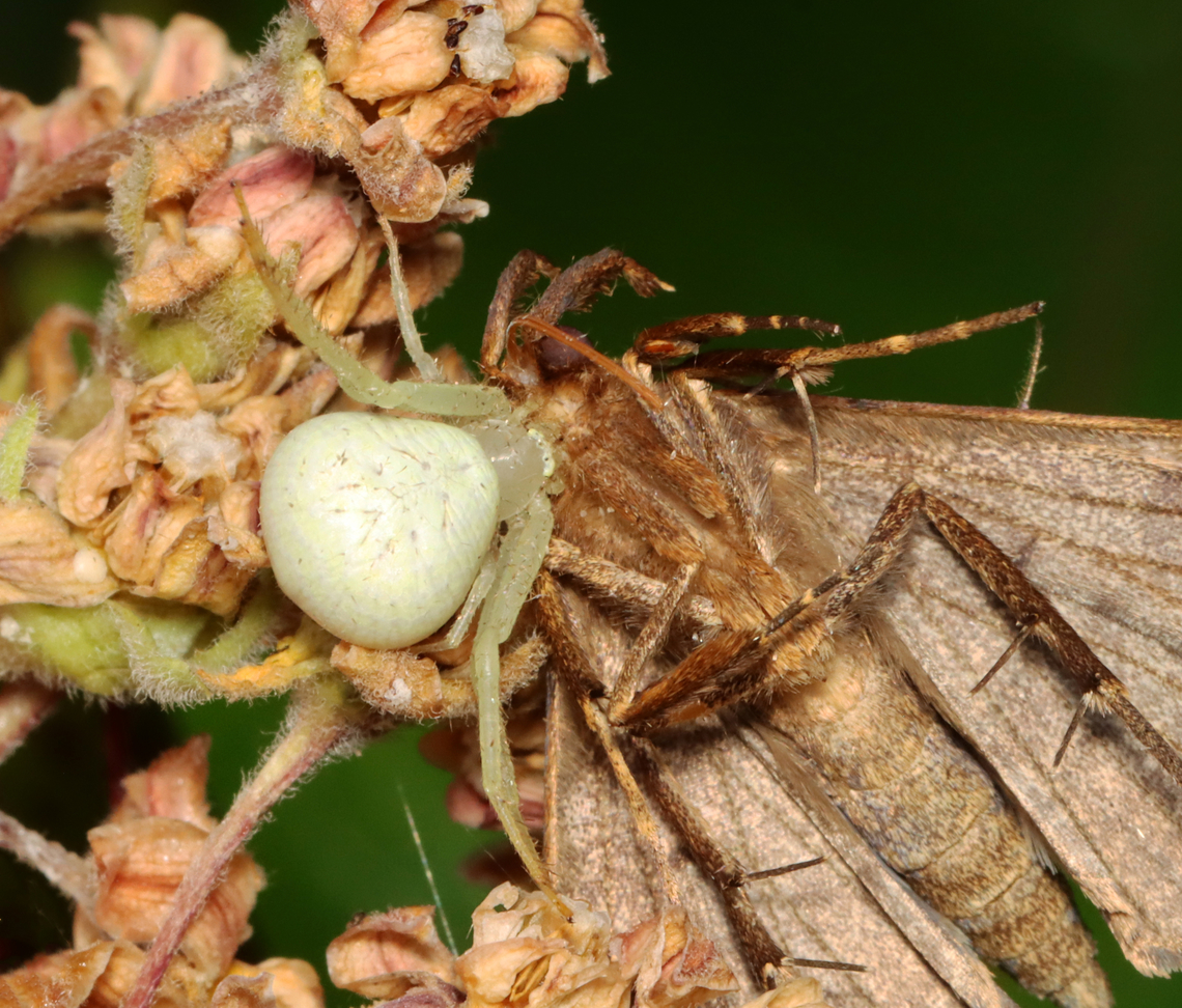 Crab Spider - Misumena vatia Crab spider feasting on a Renia moth.<br />
<br />
Habitat: On milkweed in a re-wilded garden<br />
<br />
The moth:<br />
<figure class="photo"><a href="https://www.jungledragon.com/image/137944/renia_moth_-_renia_discoloralis.html" title="Renia Moth - Renia discoloralis"><img src="https://s3.amazonaws.com/media.jungledragon.com/images/3232/137944_thumb.jpg?AWSAccessKeyId=05GMT0V3GWVNE7GGM1R2&Expires=1759968010&Signature=psumVtepqCwv3RCF8T%2BPk4zpnkw%3D" width="200" height="154" alt="Renia Moth - Renia discoloralis I saw this moth resting on milkweed and thought, &quot;Oh, how nice.&quot; Then, I realized that it was dead and being eaten by a crab spider.<br />
<br />
Habitat: On milkweed in a rewilded garden<br />
<br />
The spider: <br />
https://www.jungledragon.com/image/137943/crab_spider_-_misumena_vatia.html Discolored Renia Moth,Erebidae,Geotagged,Renia,Renia discoloralis,Summer,United States,crab spider,moth,spider" /></a></figure> Geotagged,Goldenrod crab spider,Misumena vatia,Renia,Summer,United States,crab spider,misumena,moth,spider