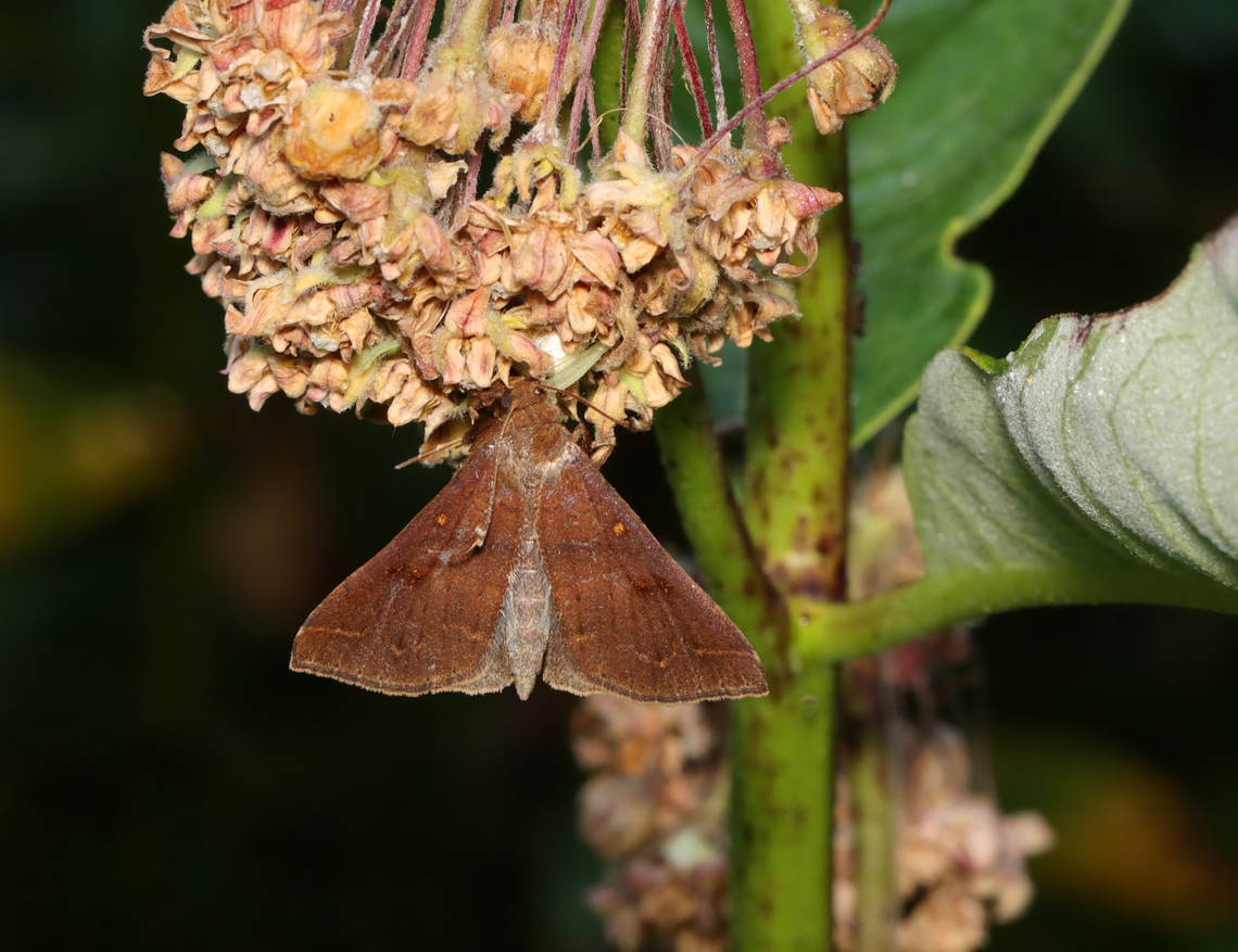 Renia Moth - Renia discoloralis I saw this moth resting on milkweed and thought, &quot;Oh, how nice.&quot; Then, I realized that it was dead and being eaten by a crab spider.<br />
<br />
Habitat: On milkweed in a rewilded garden<br />
<br />
The spider: <br />
<figure class="photo"><a href="https://www.jungledragon.com/image/137943/crab_spider_-_misumena_vatia.html" title="Crab Spider - Misumena vatia"><img src="https://s3.amazonaws.com/media.jungledragon.com/images/3232/137943_thumb.jpg?AWSAccessKeyId=05GMT0V3GWVNE7GGM1R2&Expires=1767225610&Signature=fznV%2FiuvjiE%2Bb%2Fsp2g1kB7sThpg%3D" width="200" height="172" alt="Crab Spider - Misumena vatia Crab spider feasting on a Renia moth.<br />
<br />
Habitat: On milkweed in a re-wilded garden<br />
<br />
The moth:<br />
https://www.jungledragon.com/image/137944/renia_moth_-_renia_discoloralis.html Geotagged,Goldenrod crab spider,Misumena vatia,Renia,Summer,United States,crab spider,misumena,moth,spider" /></a></figure> Discolored Renia Moth,Erebidae,Geotagged,Renia,Renia discoloralis,Summer,United States,crab spider,moth,spider