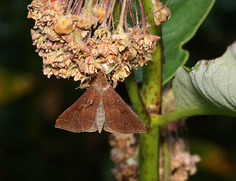 Renia Moth - Renia discoloralis I saw this moth resting on milkweed and thought, "Oh, how nice." Then, I realized that it was dead and being eaten by a crab spider.

Habitat: On milkweed in a rewilded garden

The spider: 
https://www.jungledragon.com/image/137943/crab_spider_-_misumena_vatia.html Discolored Renia Moth,Erebidae,Geotagged,Renia,Renia discoloralis,Summer,United States,crab spider,moth,spider