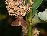 Renia Moth - Renia discoloralis I saw this moth resting on milkweed and thought, "Oh, how nice." Then, I realized that it was dead and being eaten by a crab spider.<br />
<br />
Habitat: On milkweed in a rewilded garden<br />
<br />
The spider: <br />
https://www.jungledragon.com/image/137943/crab_spider_-_misumena_vatia.html Discolored Renia Moth,Erebidae,Geotagged,Renia,Renia discoloralis,Summer,United States,crab spider,moth,spider