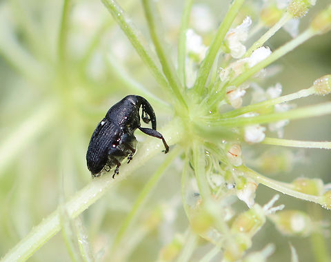 Flower Weevil - Odontocorynus sp. Probably Odontocorynus salebrosus or Odontocorynus umbellae. 

Habitat: Daucus carota (wild carrot) in a rewilded garden
https://www.jungledragon.com/image/137946/flower_weevil_-_odontocorynus_sp.html Geotagged,Odontocorynus,Summer,United States,beetle,curculionidae,weevil