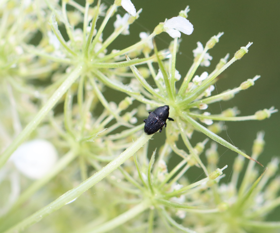 Flower Weevil - Odontocorynus sp. Probably Odontocorynus salebrosus or Odontocorynus umbellae.<br />
<br />
Habitat: Daucus carota (wild carrot) in a rewilded garden<br />
<figure class="photo"><a href="https://www.jungledragon.com/image/137945/flower_weevil_-_odontocorynus_sp.html" title="Flower Weevil - Odontocorynus sp."><img src="https://s3.amazonaws.com/media.jungledragon.com/images/3232/137945_thumb.jpg?AWSAccessKeyId=05GMT0V3GWVNE7GGM1R2&Expires=1767225610&Signature=b5g1adCiG9dqExKcYKPGRktSfu4%3D" width="200" height="160" alt="Flower Weevil - Odontocorynus sp. Probably Odontocorynus salebrosus or Odontocorynus umbellae. <br />
<br />
Habitat: Daucus carota (wild carrot) in a rewilded garden<br />
https://www.jungledragon.com/image/137946/flower_weevil_-_odontocorynus_sp.html Geotagged,Odontocorynus,Summer,United States,beetle,curculionidae,weevil" /></a></figure> Geotagged,Summer,United States