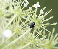 Flower Weevil - Odontocorynus sp. Probably Odontocorynus salebrosus or Odontocorynus umbellae.<br />
<br />
Habitat: Daucus carota (wild carrot) in a rewilded garden<br />
https://www.jungledragon.com/image/137945/flower_weevil_-_odontocorynus_sp.html Geotagged,Summer,United States