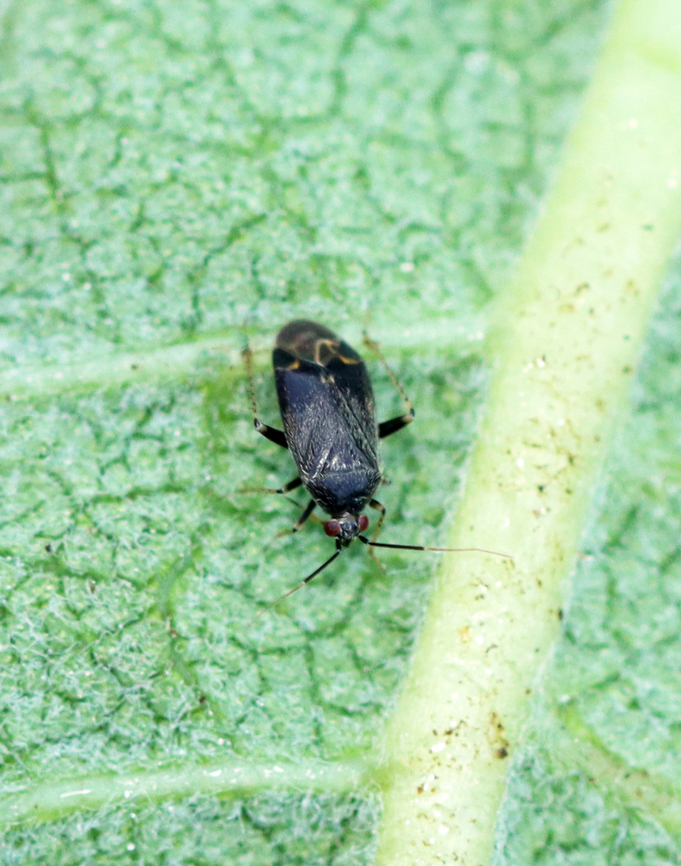 Plant Bug - Miridae I don&#039;t recognize this bug and haven&#039;t been able to ID it so far.<br />
<br />
Habitat: On milkweed in a rewilded garden Geotagged,Summer,United States,bug,hemiptera,miridae,plant bug