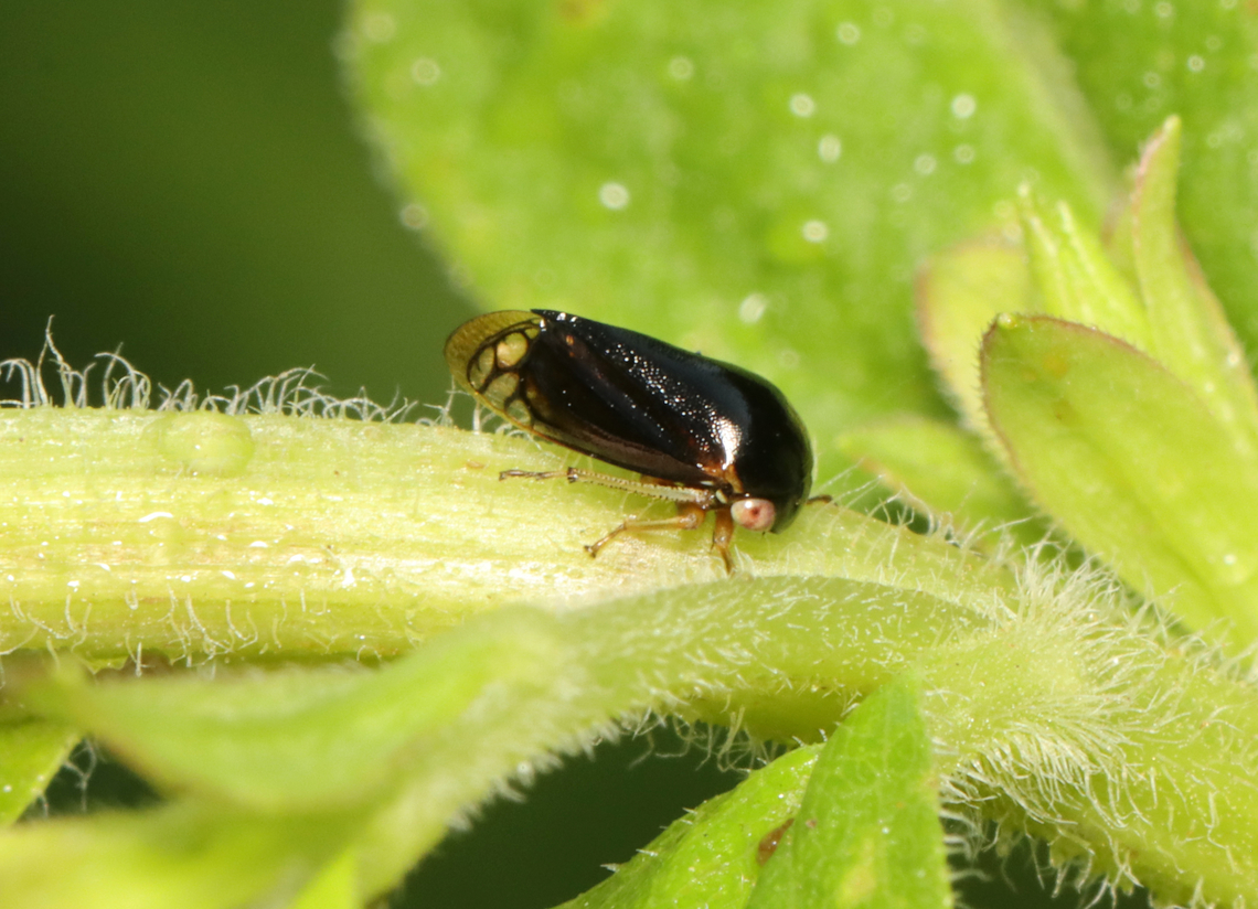Black Leafhopper - Acutalis tartarea Habitat: Rewilded garden Acutalis,Acutalis tartarea,Black Leafhopper,Geotagged,Summer,United States,leafhopper,membracidae