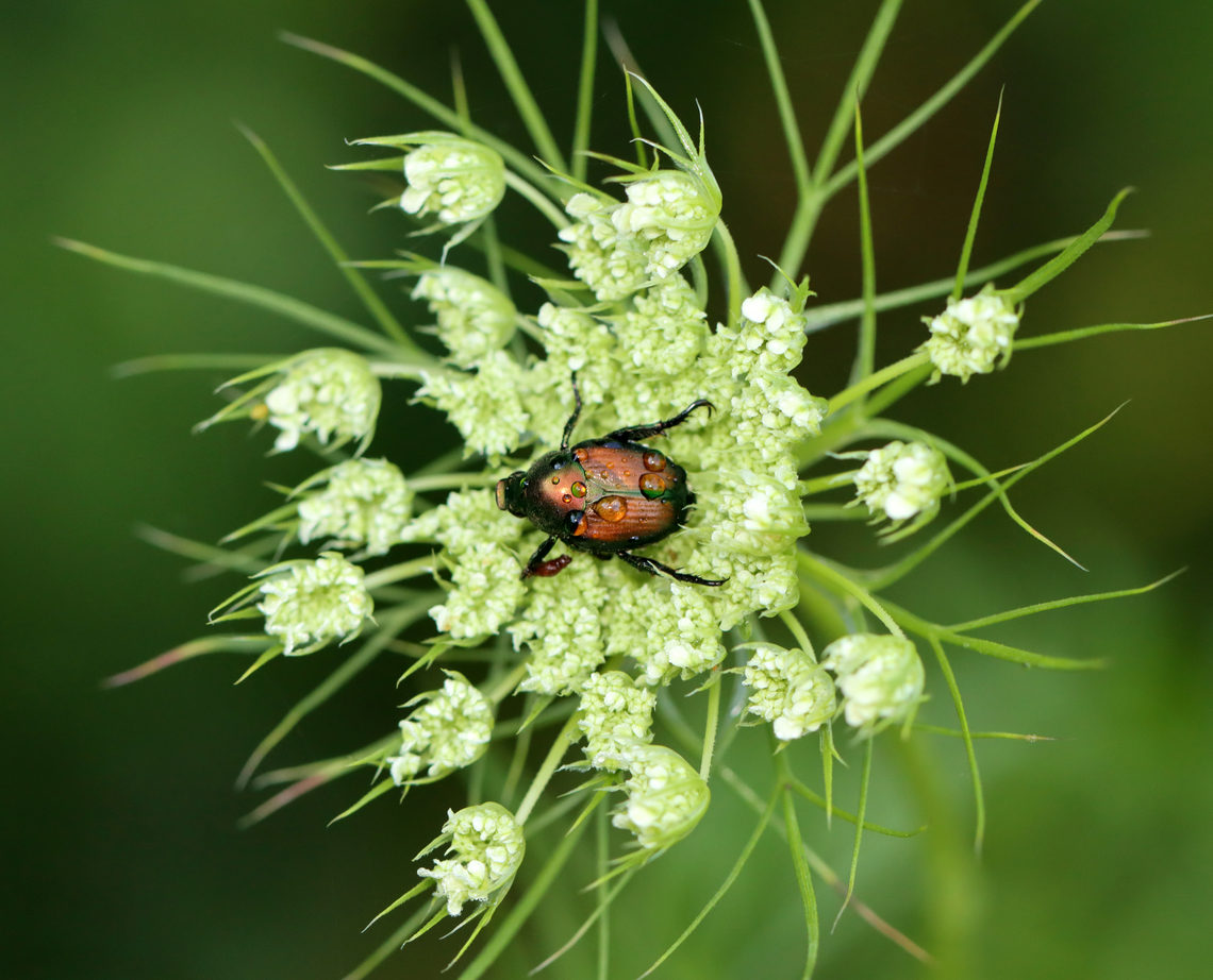 Japanese Beetle - Popillia japonica Continuing my summer series of creatures I find on wild carrot (see list).<br />
<br />
Habitat: Found on wild carrot (Daucus carota); rewilded garden Geotagged,Japanese Beetle,Popillia japonica,Summer,United States,beetle,daucus carota,popillia,wild carrot