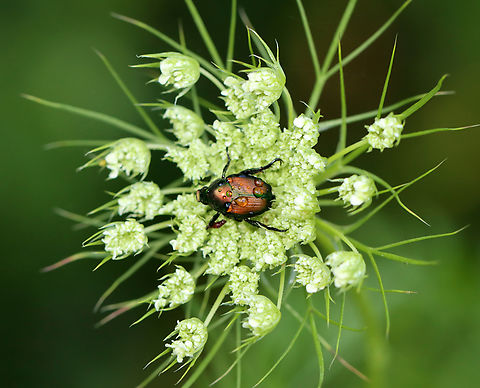 Japanese Beetle - Popillia japonica Continuing my summer series of creatures I find on wild carrot (see list).

Habitat: Found on wild carrot (Daucus carota); rewilded garden Geotagged,Japanese Beetle,Popillia japonica,Summer,United States,beetle,daucus carota,popillia,wild carrot