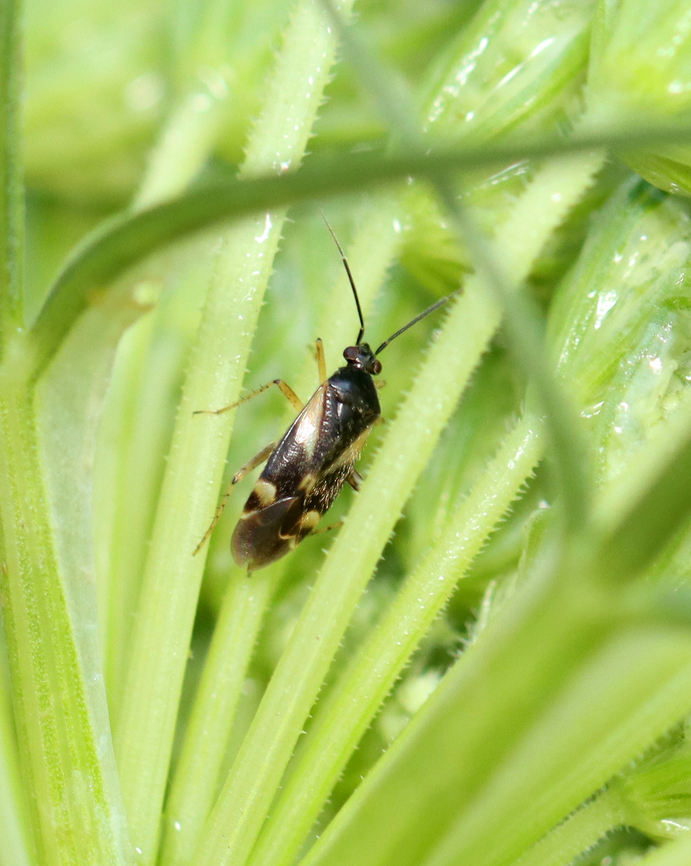 Obscure Plant Bug - Plagiognathus obscurus Habitat: Found on wild carrot (Daucus carota); rewilded garden Geotagged,Obscure Plant Bug,Plagiognathus,Plagiognathus obscurus,Summer,United States,bug,miridae,plant bug