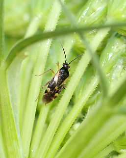 Obscure Plant Bug - Plagiognathus obscurus Habitat: Found on wild carrot (Daucus carota); rewilded garden Geotagged,Obscure Plant Bug,Plagiognathus,Plagiognathus obscurus,Summer,United States,bug,miridae,plant bug