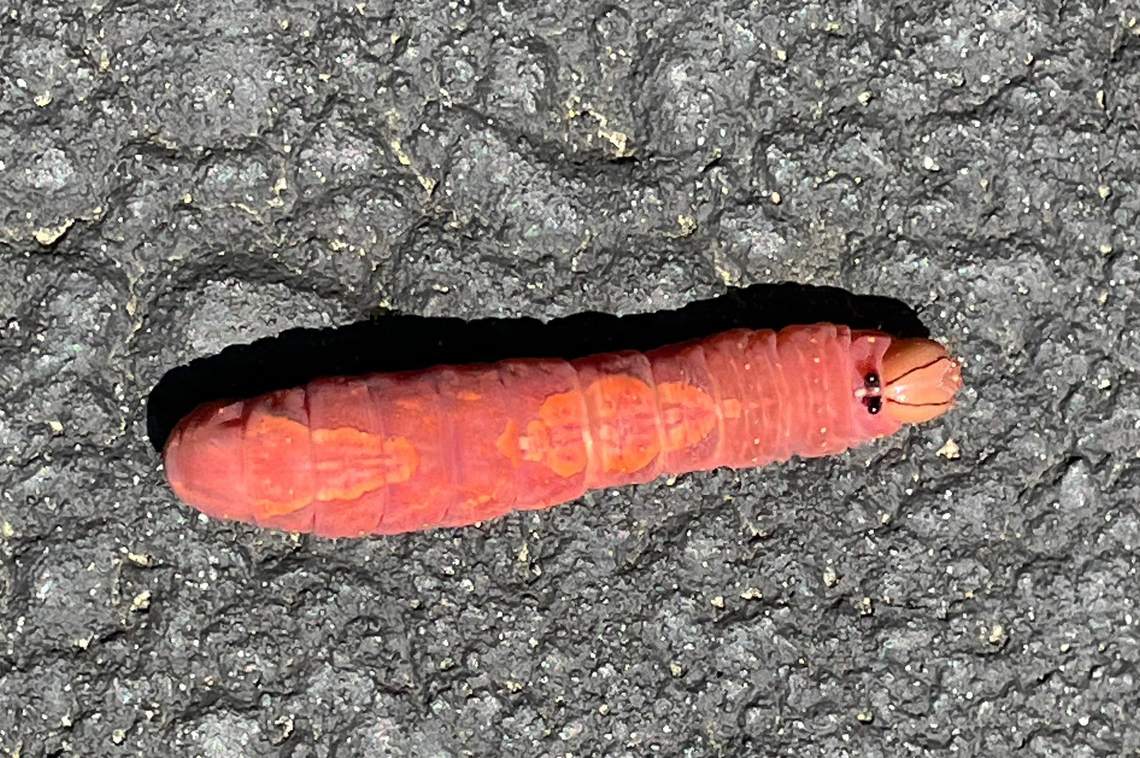 Caterpillar - Heterocampa pulverea *Species ID is tentative.<br />
<br />
Cell phone shot from last summer. <br />
<br />
Habitat: Driveway of a rural home Geotagged,Heterocampa,Heterocampa pulverea,United States,caterpillar,larva