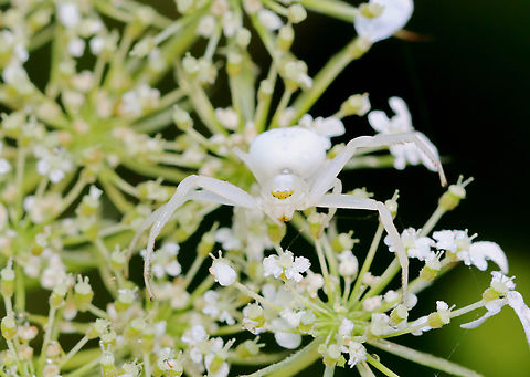 Crab Spider - Misumena vatia Habitat: Found on wild carrot (Daucus carota) Daucus carota,Geotagged,Goldenrod crab spider,Misumena vatia,Summer,United States,crab spider,misumena,spider,wild carrot