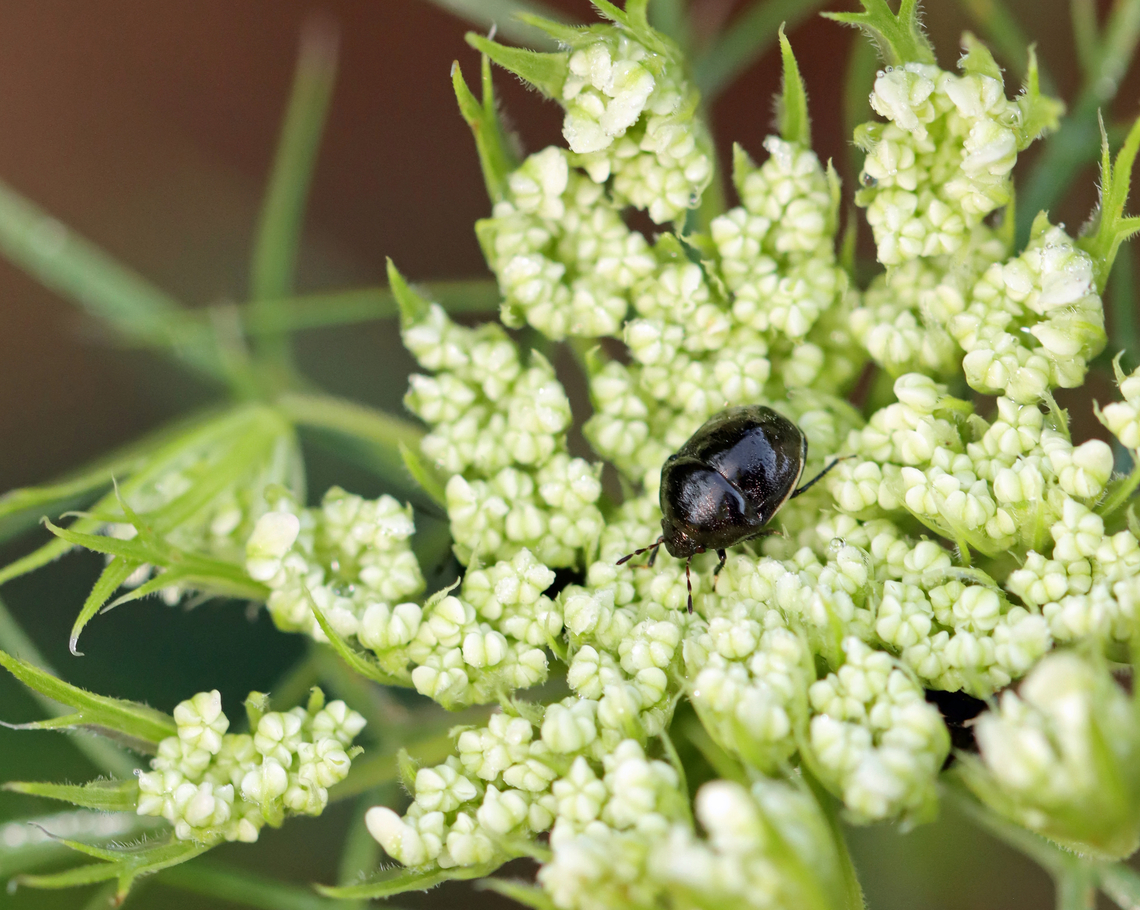 Ebony Bug - Corimelaena lateralis Habitat: On wild carrot (Daucus carota) in a rewilded garden Corimelaena,Corimelaena lateralis,Ebony Bug,Geotagged,Summer,United States,daucus carota,wild carrot