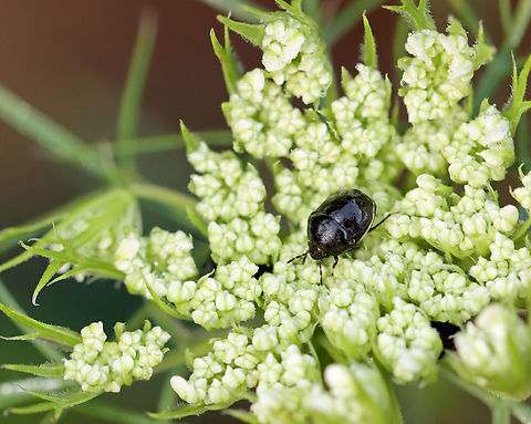 Ebony Bug - Corimelaena lateralis Habitat: On wild carrot (Daucus carota) in a rewilded garden Corimelaena,Corimelaena lateralis,Ebony Bug,Geotagged,Summer,United States,daucus carota,wild carrot