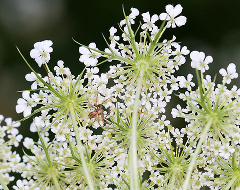 Spider - Order Araneae, Philodromus sp. Habitat: Found on wild carrot (Daucus carota) in a rewilded garden Geotagged,Philodromus,Summer,United States,arachnid,araneae,daucus carota,spider,wild carrot