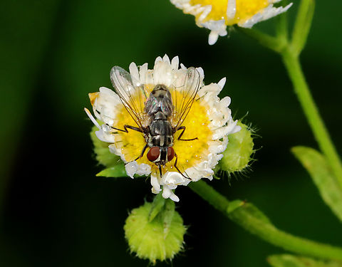 Power Mower Fly - Stomoxys calcitrans Habitat: Rewilded garden Geotagged,Stable fly,Stomoxys,Stomoxys calcitrans,Summer,United States,fly,stable fly