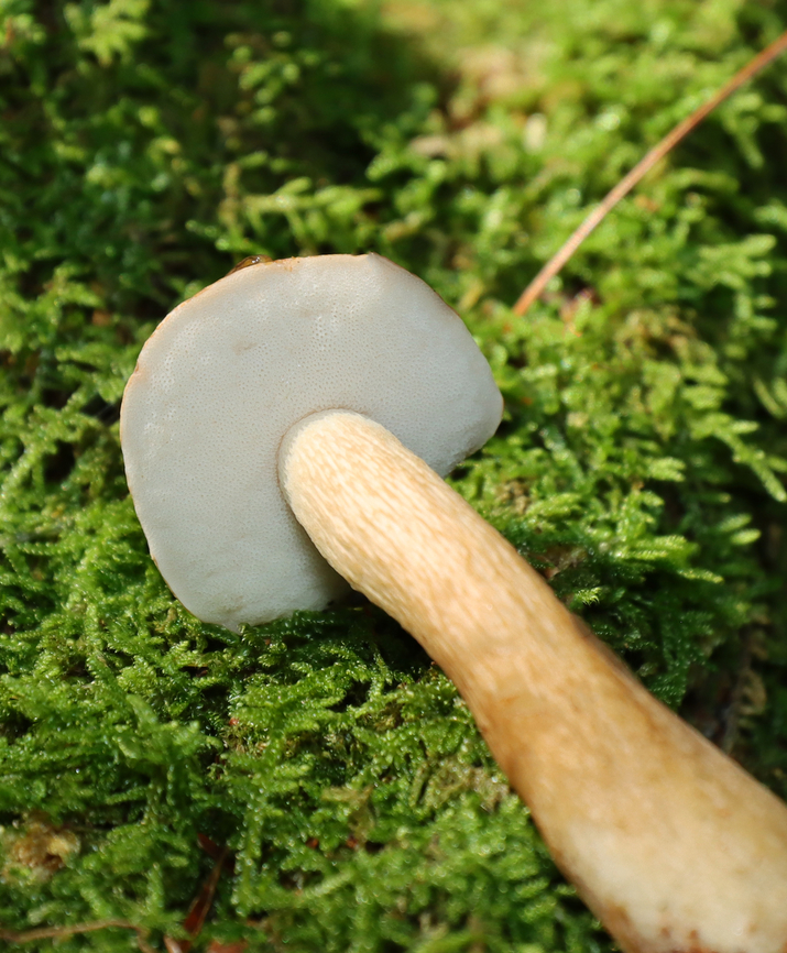 Bitter Bolete - Tylopilus felleus *Species is tentative<br />
<br />
Habitat: Growing out from under a tree; mixed forest<br />
<figure class="photo"><a href="https://www.jungledragon.com/image/138021/bitter_bolete_-_tylopilus_felleus.html" title="Bitter Bolete - Tylopilus felleus"><img src="https://s3.amazonaws.com/media.jungledragon.com/images/3232/138021_thumb.jpg?AWSAccessKeyId=05GMT0V3GWVNE7GGM1R2&Expires=1759968010&Signature=tqE3yxEPkQpwGUakbtWEG2CQu1g%3D" width="126" height="152" alt="Bitter Bolete - Tylopilus felleus *Species is tentative<br />
<br />
Habitat: Growing out from under a tree; mixed forest<br />
https://www.jungledragon.com/image/138021/bitter_bolete_-_tylopilus_felleus.html<br />
https://www.jungledragon.com/image/138023/bitter_bolete_-_tylopilus_felleus.html<br />
https://www.jungledragon.com/image/138022/bitter_bolete_-_tylopilus_felleus.html Bitter Bolete,Geotagged,Summer,Tylopilus felleus,United States" /></a></figure><br />
<figure class="photo"><a href="https://www.jungledragon.com/image/138023/bitter_bolete_-_tylopilus_felleus.html" title="Bitter Bolete - Tylopilus felleus"><img src="https://s3.amazonaws.com/media.jungledragon.com/images/3232/138023_thumb.jpg?AWSAccessKeyId=05GMT0V3GWVNE7GGM1R2&Expires=1759968010&Signature=%2FjxfyaTc26MEj%2Bxf3xRU2NlPzdo%3D" width="118" height="152" alt="Bitter Bolete - Tylopilus felleus *Species is tentative<br />
<br />
Habitat: Growing out from under a tree; mixed forest<br />
https://www.jungledragon.com/image/138021/bitter_bolete_-_tylopilus_felleus.html<br />
https://www.jungledragon.com/image/138023/bitter_bolete_-_tylopilus_felleus.html<br />
https://www.jungledragon.com/image/138022/bitter_bolete_-_tylopilus_felleus.html Bitter Bolete,Geotagged,Summer,Tylopilus,Tylopilus felleus,United States,bolete,fungus,mushroom" /></a></figure><br />
<figure class="photo"><a href="https://www.jungledragon.com/image/138022/bitter_bolete_-_tylopilus_felleus.html" title="Bitter Bolete - Tylopilus felleus"><img src="https://s3.amazonaws.com/media.jungledragon.com/images/3232/138022_thumb.jpg?AWSAccessKeyId=05GMT0V3GWVNE7GGM1R2&Expires=1759968010&Signature=dEcLNO0%2F3m8yLkVDH33nShhxBU0%3D" width="128" height="152" alt="Bitter Bolete - Tylopilus felleus *Species is tentative<br />
<br />
Habitat: Growing out from under a tree; mixed forest<br />
https://www.jungledragon.com/image/138021/bitter_bolete_-_tylopilus_felleus.html<br />
https://www.jungledragon.com/image/138023/bitter_bolete_-_tylopilus_felleus.html<br />
https://www.jungledragon.com/image/138022/bitter_bolete_-_tylopilus_felleus.html Bitter Bolete,Geotagged,Summer,Tylopilus felleus,United States" /></a></figure> Bitter Bolete,Geotagged,Summer,Tylopilus felleus,United States