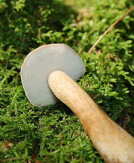Bitter Bolete - Tylopilus felleus *Species is tentative

Habitat: Growing out from under a tree; mixed forest
https://www.jungledragon.com/image/138021/bitter_bolete_-_tylopilus_felleus.html
https://www.jungledragon.com/image/138023/bitter_bolete_-_tylopilus_felleus.html
https://www.jungledragon.com/image/138022/bitter_bolete_-_tylopilus_felleus.html Bitter Bolete,Geotagged,Summer,Tylopilus felleus,United States