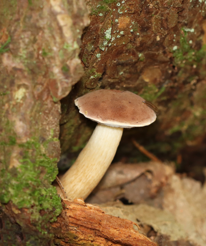 Bitter Bolete - Tylopilus felleus *Species is tentative<br />
<br />
Habitat: Growing out from under a tree; mixed forest<br />
<figure class="photo"><a href="https://www.jungledragon.com/image/138021/bitter_bolete_-_tylopilus_felleus.html" title="Bitter Bolete - Tylopilus felleus"><img src="https://s3.amazonaws.com/media.jungledragon.com/images/3232/138021_thumb.jpg?AWSAccessKeyId=05GMT0V3GWVNE7GGM1R2&Expires=1759968010&Signature=tqE3yxEPkQpwGUakbtWEG2CQu1g%3D" width="126" height="152" alt="Bitter Bolete - Tylopilus felleus *Species is tentative<br />
<br />
Habitat: Growing out from under a tree; mixed forest<br />
https://www.jungledragon.com/image/138021/bitter_bolete_-_tylopilus_felleus.html<br />
https://www.jungledragon.com/image/138023/bitter_bolete_-_tylopilus_felleus.html<br />
https://www.jungledragon.com/image/138022/bitter_bolete_-_tylopilus_felleus.html Bitter Bolete,Geotagged,Summer,Tylopilus felleus,United States" /></a></figure><br />
<figure class="photo"><a href="https://www.jungledragon.com/image/138023/bitter_bolete_-_tylopilus_felleus.html" title="Bitter Bolete - Tylopilus felleus"><img src="https://s3.amazonaws.com/media.jungledragon.com/images/3232/138023_thumb.jpg?AWSAccessKeyId=05GMT0V3GWVNE7GGM1R2&Expires=1759968010&Signature=%2FjxfyaTc26MEj%2Bxf3xRU2NlPzdo%3D" width="118" height="152" alt="Bitter Bolete - Tylopilus felleus *Species is tentative<br />
<br />
Habitat: Growing out from under a tree; mixed forest<br />
https://www.jungledragon.com/image/138021/bitter_bolete_-_tylopilus_felleus.html<br />
https://www.jungledragon.com/image/138023/bitter_bolete_-_tylopilus_felleus.html<br />
https://www.jungledragon.com/image/138022/bitter_bolete_-_tylopilus_felleus.html Bitter Bolete,Geotagged,Summer,Tylopilus,Tylopilus felleus,United States,bolete,fungus,mushroom" /></a></figure><br />
<figure class="photo"><a href="https://www.jungledragon.com/image/138022/bitter_bolete_-_tylopilus_felleus.html" title="Bitter Bolete - Tylopilus felleus"><img src="https://s3.amazonaws.com/media.jungledragon.com/images/3232/138022_thumb.jpg?AWSAccessKeyId=05GMT0V3GWVNE7GGM1R2&Expires=1759968010&Signature=dEcLNO0%2F3m8yLkVDH33nShhxBU0%3D" width="128" height="152" alt="Bitter Bolete - Tylopilus felleus *Species is tentative<br />
<br />
Habitat: Growing out from under a tree; mixed forest<br />
https://www.jungledragon.com/image/138021/bitter_bolete_-_tylopilus_felleus.html<br />
https://www.jungledragon.com/image/138023/bitter_bolete_-_tylopilus_felleus.html<br />
https://www.jungledragon.com/image/138022/bitter_bolete_-_tylopilus_felleus.html Bitter Bolete,Geotagged,Summer,Tylopilus felleus,United States" /></a></figure> Bitter Bolete,Geotagged,Summer,Tylopilus felleus,United States