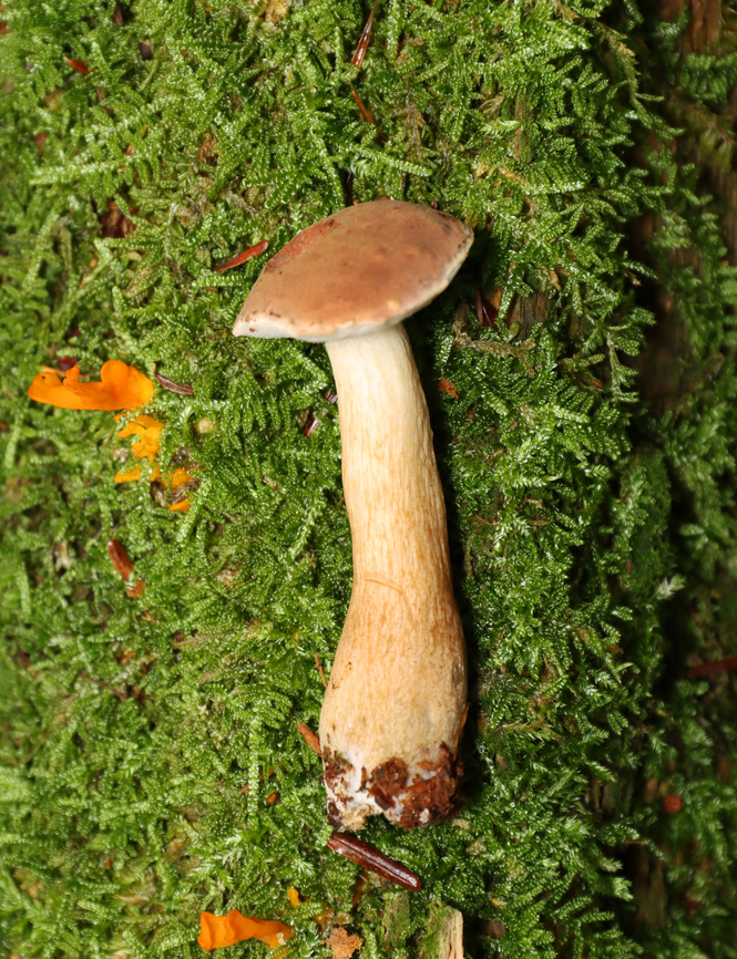 Bitter Bolete - Tylopilus felleus *Species is tentative<br />
<br />
Habitat: Growing out from under a tree; mixed forest<br />
<figure class="photo"><a href="https://www.jungledragon.com/image/138021/bitter_bolete_-_tylopilus_felleus.html" title="Bitter Bolete - Tylopilus felleus"><img src="https://s3.amazonaws.com/media.jungledragon.com/images/3232/138021_thumb.jpg?AWSAccessKeyId=05GMT0V3GWVNE7GGM1R2&Expires=1767225610&Signature=haAd9VwhqB0lRL4nXLbvdE96qXU%3D" width="126" height="152" alt="Bitter Bolete - Tylopilus felleus *Species is tentative<br />
<br />
Habitat: Growing out from under a tree; mixed forest<br />
https://www.jungledragon.com/image/138021/bitter_bolete_-_tylopilus_felleus.html<br />
https://www.jungledragon.com/image/138023/bitter_bolete_-_tylopilus_felleus.html<br />
https://www.jungledragon.com/image/138022/bitter_bolete_-_tylopilus_felleus.html Bitter Bolete,Geotagged,Summer,Tylopilus felleus,United States" /></a></figure><br />
<figure class="photo"><a href="https://www.jungledragon.com/image/138023/bitter_bolete_-_tylopilus_felleus.html" title="Bitter Bolete - Tylopilus felleus"><img src="https://s3.amazonaws.com/media.jungledragon.com/images/3232/138023_thumb.jpg?AWSAccessKeyId=05GMT0V3GWVNE7GGM1R2&Expires=1767225610&Signature=7evTJb6zUQu3dAHM%2Bk1Li6WSyVg%3D" width="118" height="152" alt="Bitter Bolete - Tylopilus felleus *Species is tentative<br />
<br />
Habitat: Growing out from under a tree; mixed forest<br />
https://www.jungledragon.com/image/138021/bitter_bolete_-_tylopilus_felleus.html<br />
https://www.jungledragon.com/image/138023/bitter_bolete_-_tylopilus_felleus.html<br />
https://www.jungledragon.com/image/138022/bitter_bolete_-_tylopilus_felleus.html Bitter Bolete,Geotagged,Summer,Tylopilus,Tylopilus felleus,United States,bolete,fungus,mushroom" /></a></figure><br />
<figure class="photo"><a href="https://www.jungledragon.com/image/138022/bitter_bolete_-_tylopilus_felleus.html" title="Bitter Bolete - Tylopilus felleus"><img src="https://s3.amazonaws.com/media.jungledragon.com/images/3232/138022_thumb.jpg?AWSAccessKeyId=05GMT0V3GWVNE7GGM1R2&Expires=1767225610&Signature=49RTtgrNqHslmeuSYLMKmDF3w58%3D" width="128" height="152" alt="Bitter Bolete - Tylopilus felleus *Species is tentative<br />
<br />
Habitat: Growing out from under a tree; mixed forest<br />
https://www.jungledragon.com/image/138021/bitter_bolete_-_tylopilus_felleus.html<br />
https://www.jungledragon.com/image/138023/bitter_bolete_-_tylopilus_felleus.html<br />
https://www.jungledragon.com/image/138022/bitter_bolete_-_tylopilus_felleus.html Bitter Bolete,Geotagged,Summer,Tylopilus felleus,United States" /></a></figure> Bitter Bolete,Geotagged,Summer,Tylopilus,Tylopilus felleus,United States,bolete,fungus,mushroom