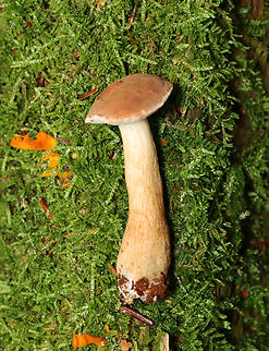 Bitter Bolete - Tylopilus felleus *Species is tentative

Habitat: Growing out from under a tree; mixed forest
https://www.jungledragon.com/image/138021/bitter_bolete_-_tylopilus_felleus.html
https://www.jungledragon.com/image/138023/bitter_bolete_-_tylopilus_felleus.html
https://www.jungledragon.com/image/138022/bitter_bolete_-_tylopilus_felleus.html Bitter Bolete,Geotagged,Summer,Tylopilus,Tylopilus felleus,United States,bolete,fungus,mushroom