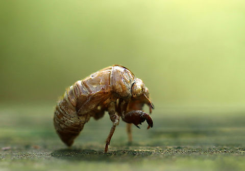 Cicada Exuvia Habitat: Mixed forest Cicada Exuvia,Geotagged,Summer,United States,cicada,exuvia