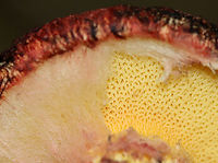 Painted Suillus - Suillus spraguei A gnarly and gorgeous mushroom!<br />
<br />
Habitat: Growing under pine; Mixed forest<br />
https://www.jungledragon.com/image/138036/painted_suillus_-_suillus_spraguei.html<br />
https://www.jungledragon.com/image/138033/painted_suillus_-_suillus_spraguei.html<br />
https://www.jungledragon.com/image/138032/painted_suillus_-_suillus_spraguei.html<br />
https://www.jungledragon.com/image/138031/painted_suillus_-_suillus_spraguei.html<br />
https://www.jungledragon.com/image/138030/painted_suillus_-_suillus_spraguei.html<br />
https://www.jungledragon.com/image/138029/painted_suillus_-_suillus_spraguei.html<br />
<br />
 Geotagged,Painted Suillus,Suillus spraguei,Summer,United States